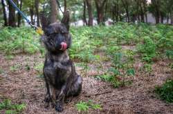 Пес Джессі із захопленого Росією буксиру «Яни Капу» повернувся додому (фото)