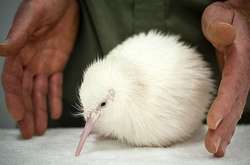 Белоснежная красота: яркая подборка удивительных животных-альбиносов 