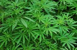 У Нью-Йорку декриміналізували вживання марихуани