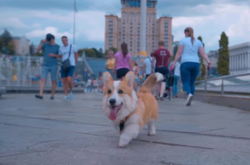 Пес корги стал гидом для туристов по Киеву: забавное видео