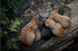 В Киеве сегодня ожидаются комфортные +24 градуса и в дальнейшем жары не предвидится