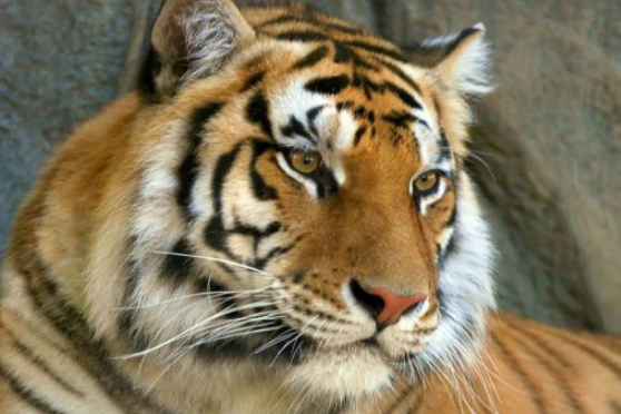 Одеський зоопарк запрошує на День тигра