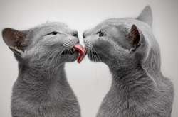 Голубые кошки с зелеными глазами очаровали тысячи людей