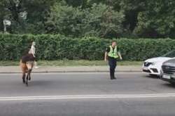 Поліцейський намагався спіймати поні