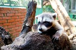 В Одеському зоопарку в пари єнотів народився чарівний малюк