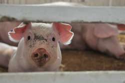 У Молдові зафіксували два спалахи АЧС