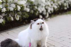 Меховой галстучек и смешные шапки: котик из Японии Зуу стал новой звездой Instagram