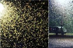 Вторжение насекомых. Американский Лас-Вегас неожиданно оккупировали кузнечики