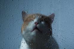 В Украине завтра будет сыро и свежо