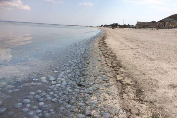 Колись популярні пляжі в окупованому Криму заполонили мертві медузи (фото)