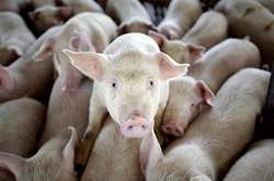 На Волині зафіксували новий спалах АЧС