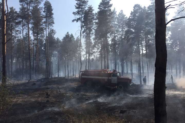 На Херсонщині загорілося п’ять гектарів лісу