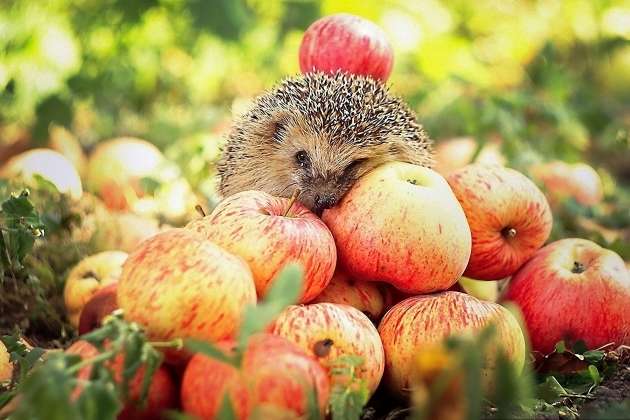 Експерт дав прогноз щодо цьогорічного урожаю яблук