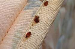 Росію атакують клопи