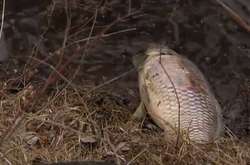 На київському озері сталася екологічна катастрофа