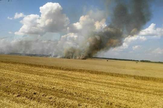 На Київщині пожежа знищила 23 га пшениці