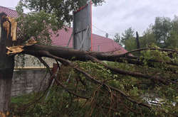 Сильний вітер поламав дерева