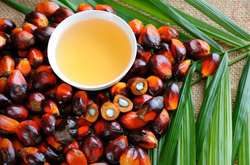 Що варто знати про пальмову олію