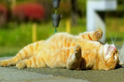 З середини тижня в Україну повернеться спека (карта)