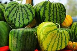 Украинские звезды поделились лайфхаками по выбору арбуза