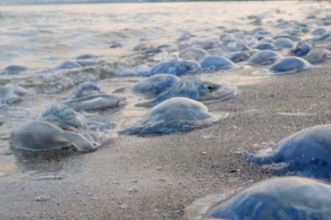 Екологи пояснили, чому Азовське море заполонили медузи 