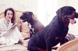 Анджелина Джоли украсила обложку модного глянца: эффектные фото 