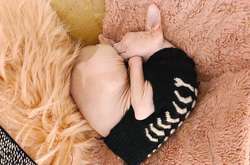 25 ярких доказательств того, что сфинксы - особенная порода кошек