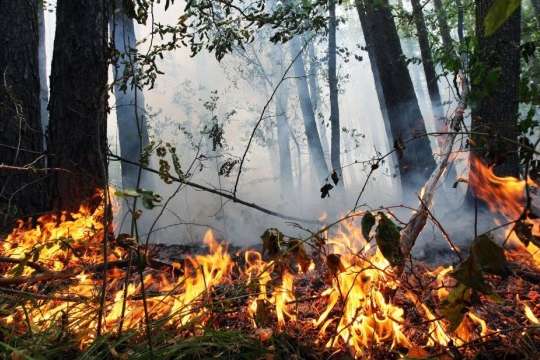 У Чорнобилі і ще в чотирьох районах Київщини надзвичайний рівень пожежної небезпеки