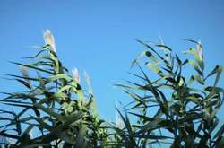 В Україні у четвер пануватимуть спека та сильний вітер (карта)