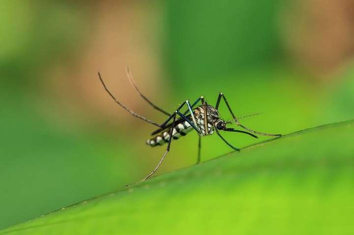 На Філіппінах оголосили епідемію денге 