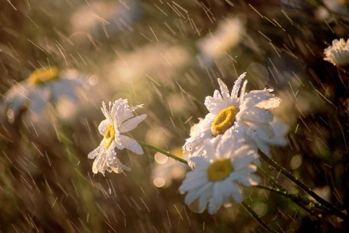Дощі з грозами та спека до +31: прогноз погоди в Україні на 8 серпня
