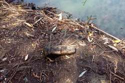 На березі річки на Київщині виявлено снаряд (фото)