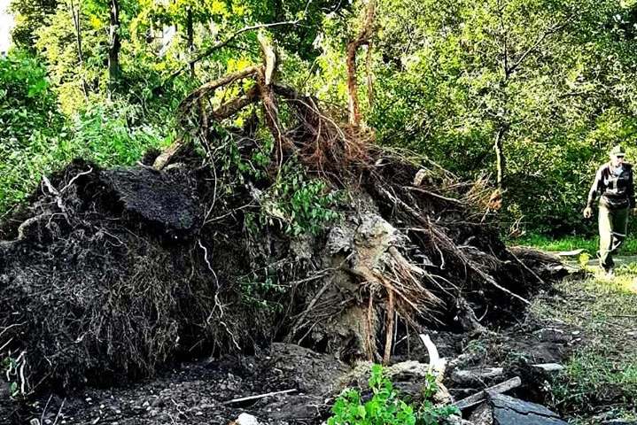 Поламані та викорчувані: у Києві ураган повалив 120 дерев (фото)