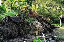 Поламані та викорчувані: у Києві ураган повалив 120 дерев (фото)