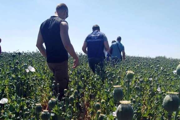На Полтавщині поліція виявила гігантське поле снодійного маку