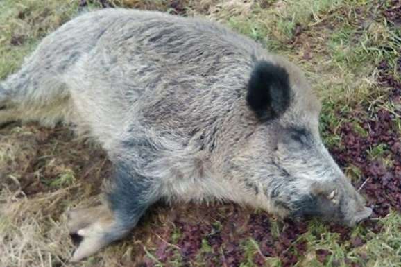 В Одеській області на березі Дунаю знайшли трупи свиней з АЧС