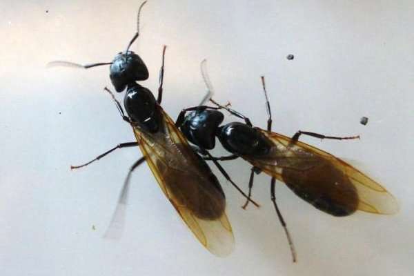 В Україні зафіксували навалу летючих мурах