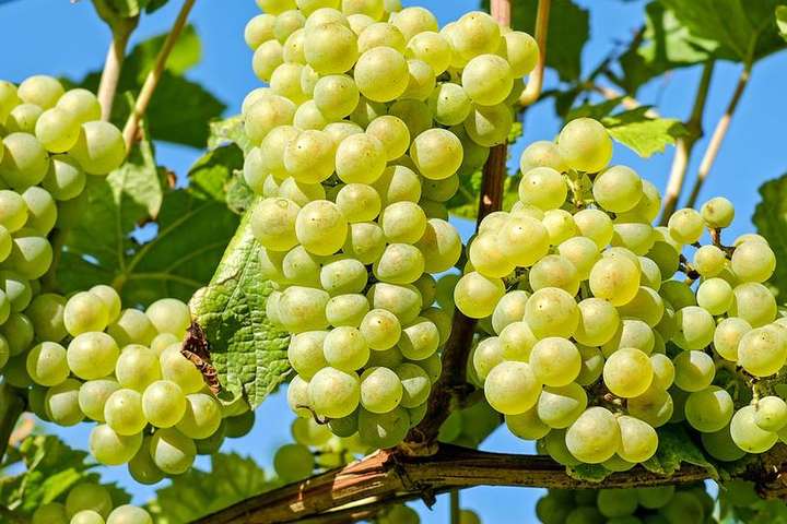 Експерт дав прогноз цьогорічного врожаю винограду