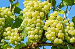 Експерт дав прогноз цьогорічного врожаю винограду