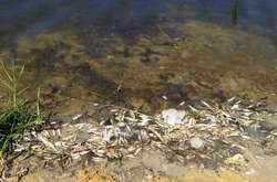 В водоемах оккупированного Донецка массово гибнет рыба