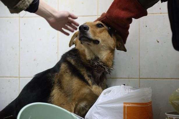 На Луганщині засудили чоловіка за вбивство собаки