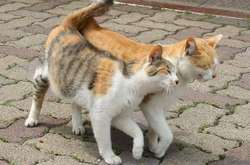 Бельгійське місто ввело суворі правила годівлі вуличних котів