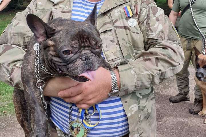 Французский бульдог с позывным «Чупакабра» - 27 спасенных жизней: за службу Украине на фронте наградили собак