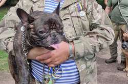 Французский бульдог с позывным «Чупакабра»