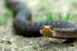 Змії атакують у Львівській області 