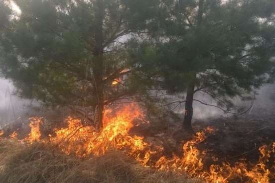 В Україні за два тижні зафіксували майже 60 лісових пожеж