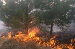 В Україні за два тижні зафіксували майже 60 лісових пожеж