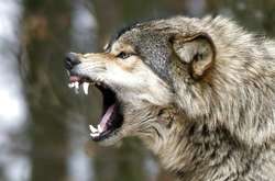 Хижака відстежили представники агентства Парки Канади, після чого звір був убитий