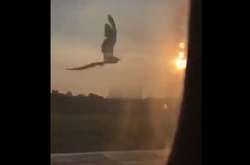 Аварійна посадка літака в РФ: з'явилося відео попадання птахів в двигун