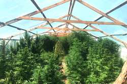 На Миколаївщині поліція ліквідувала плантацію конопель майже на вісім мільйонів гривень